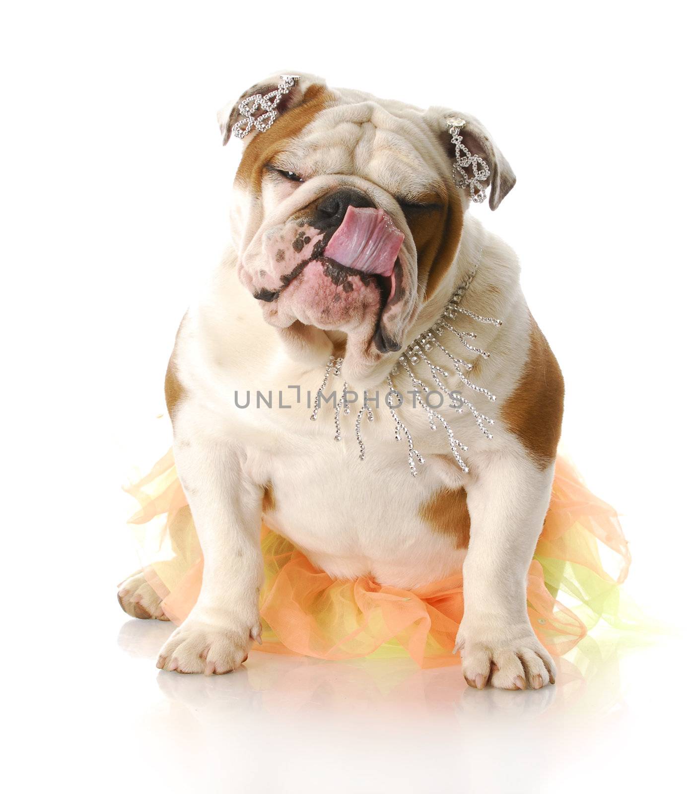 adorable english bulldog wearing girl costume licking lips with reflection on white background