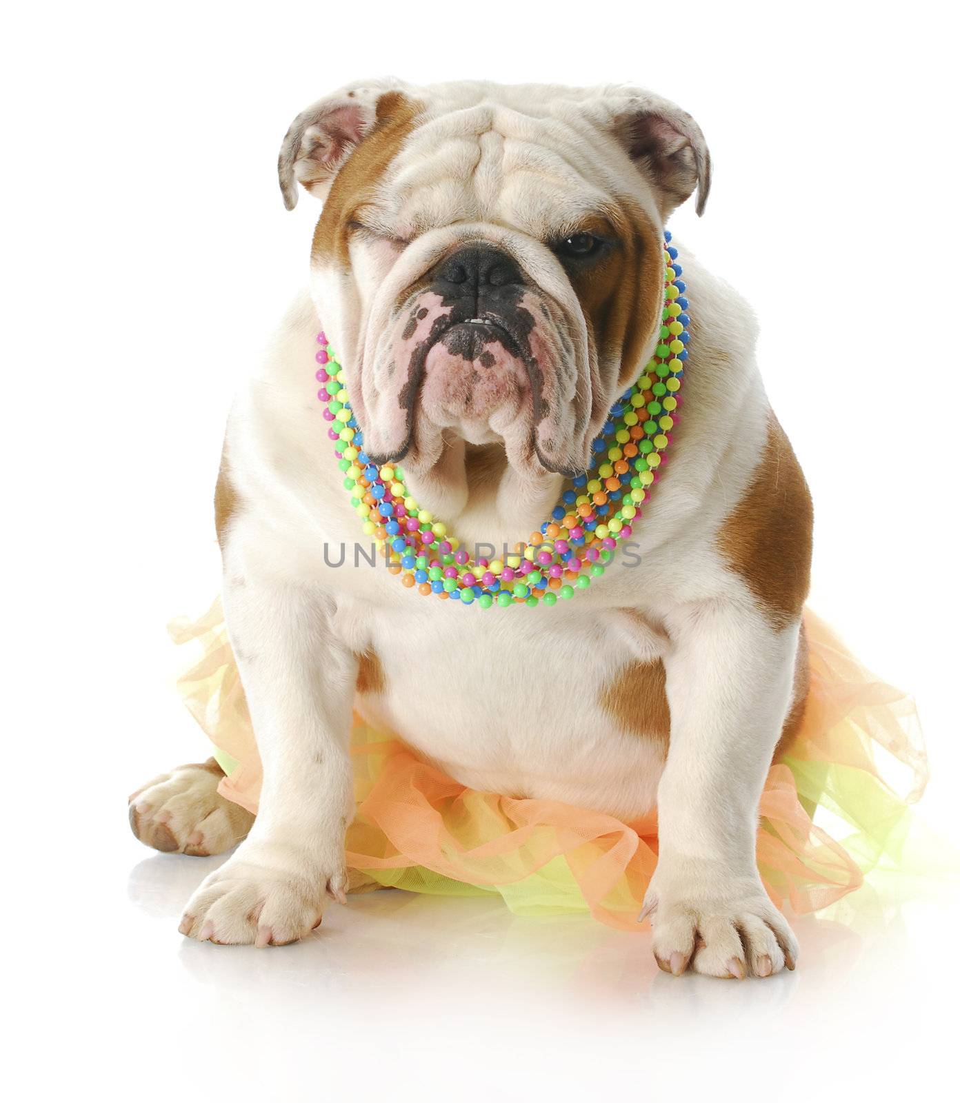 female english bulldog dressed up as a girl winking with reflection on white background