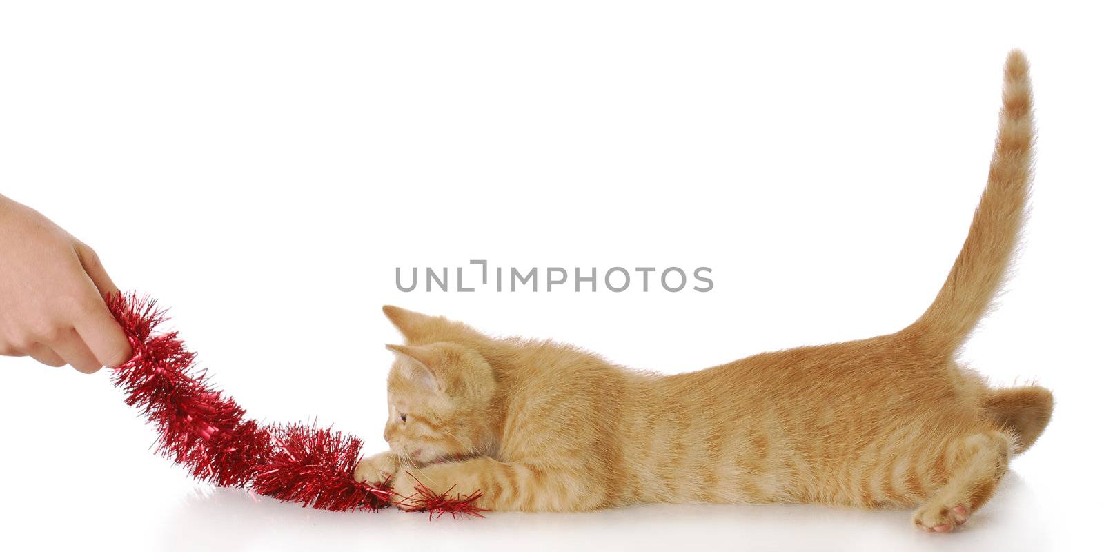 hand pulling on red cat toy with kitten chasing it with reflection on white background