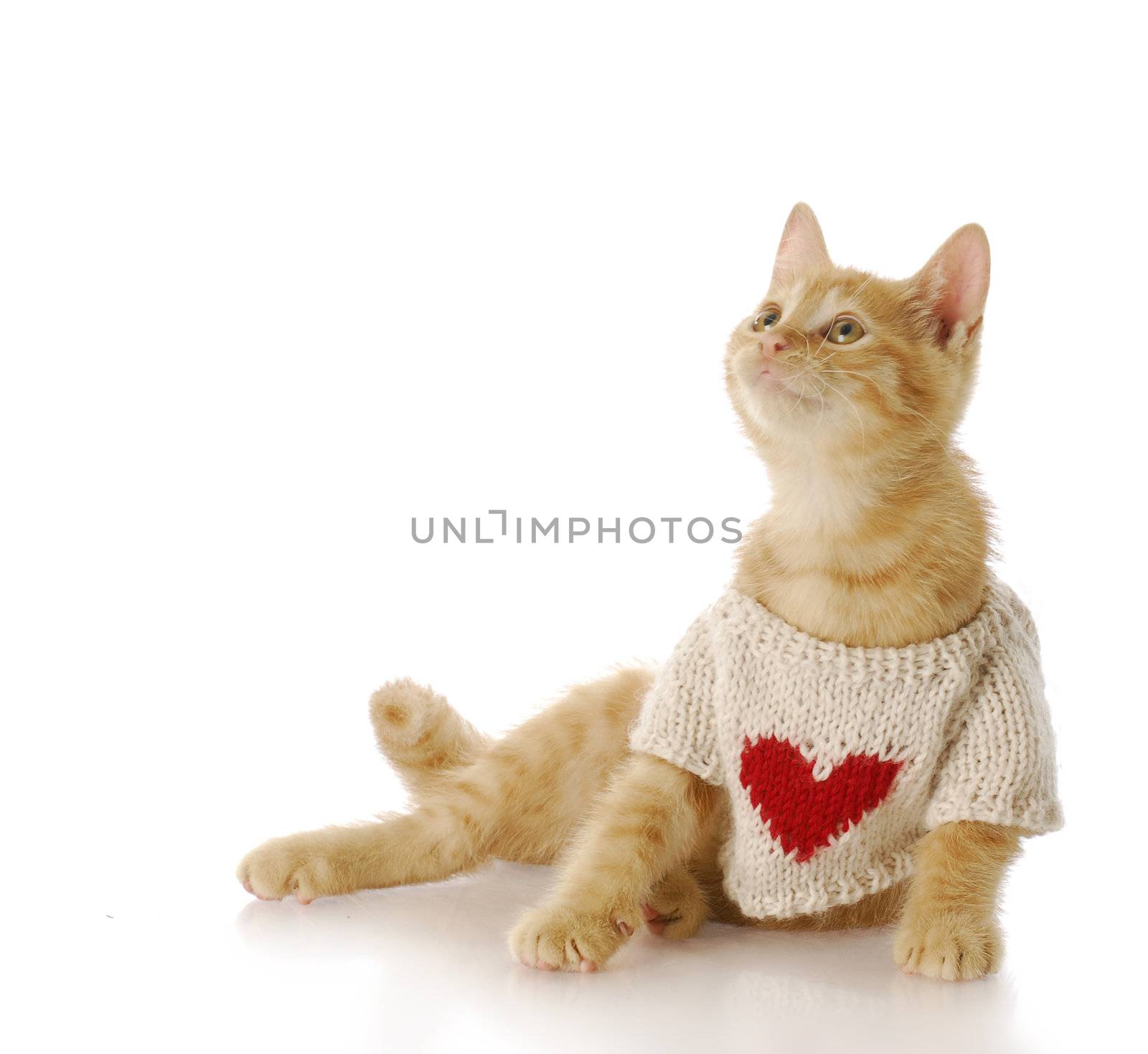 adorable ten week old kitten wearing sweater with heart on it