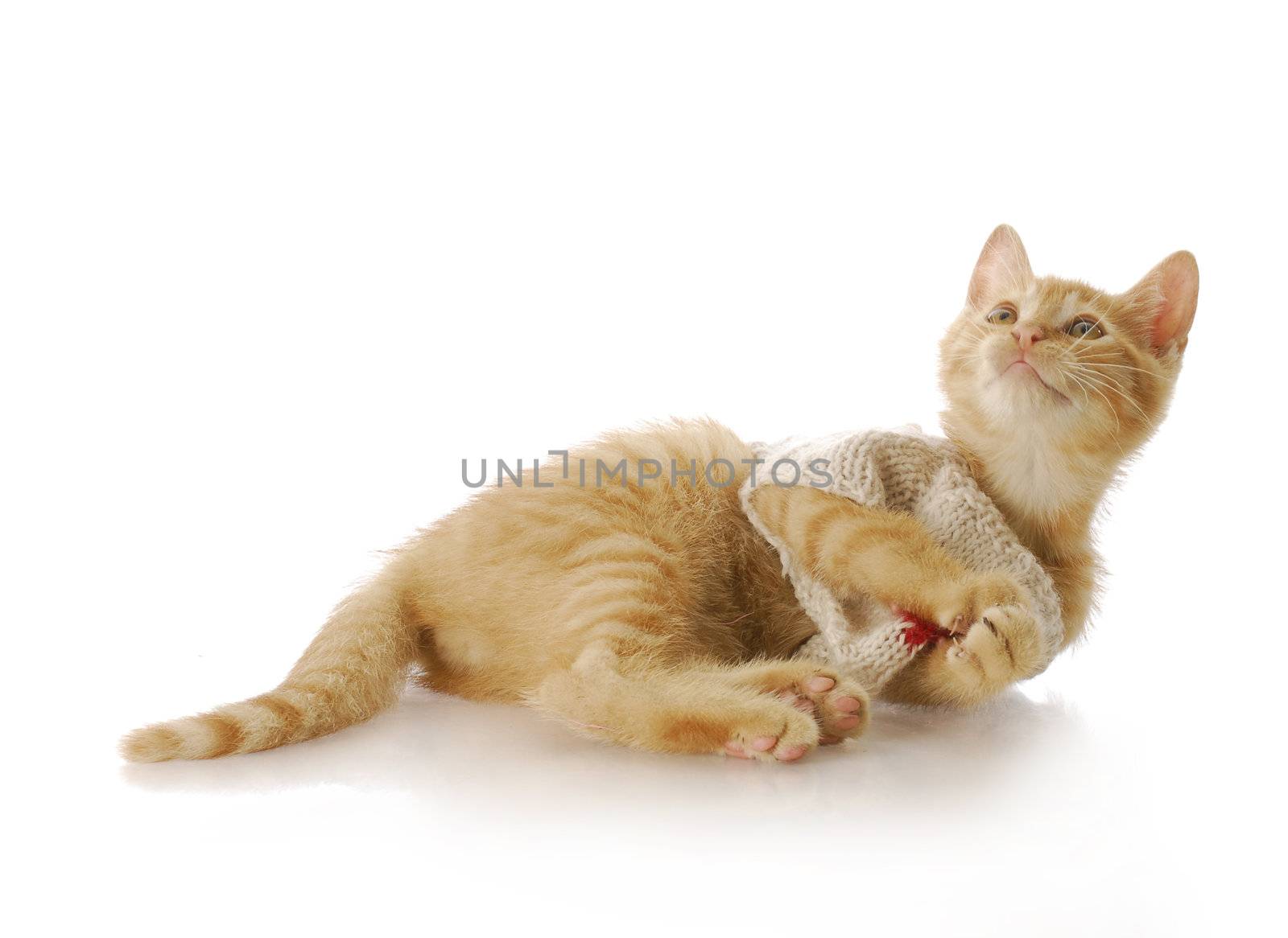 adorable nine week old kitten wearing knit sweater laying down with reflection on white background