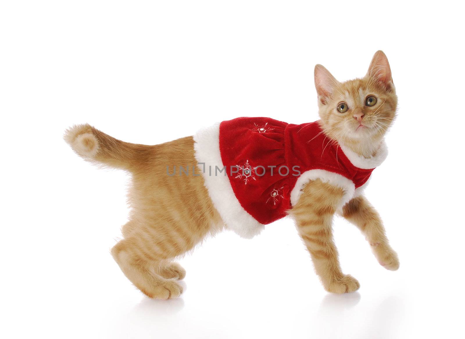 adorable kitten or cat wearing red christmas dress with reflection on white background
