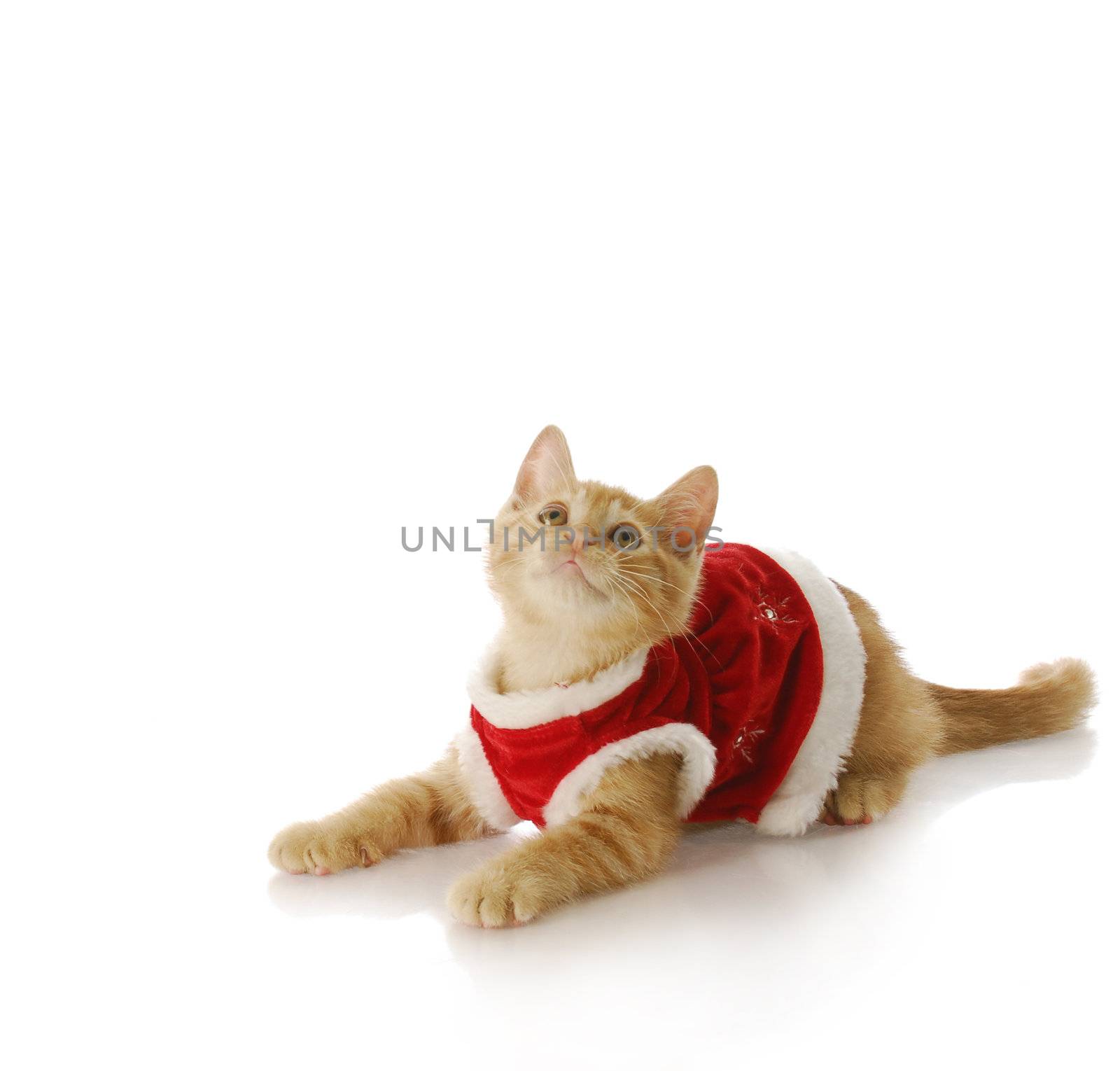 adorable ten week old kitten wearing christmas dress with reflection on white background