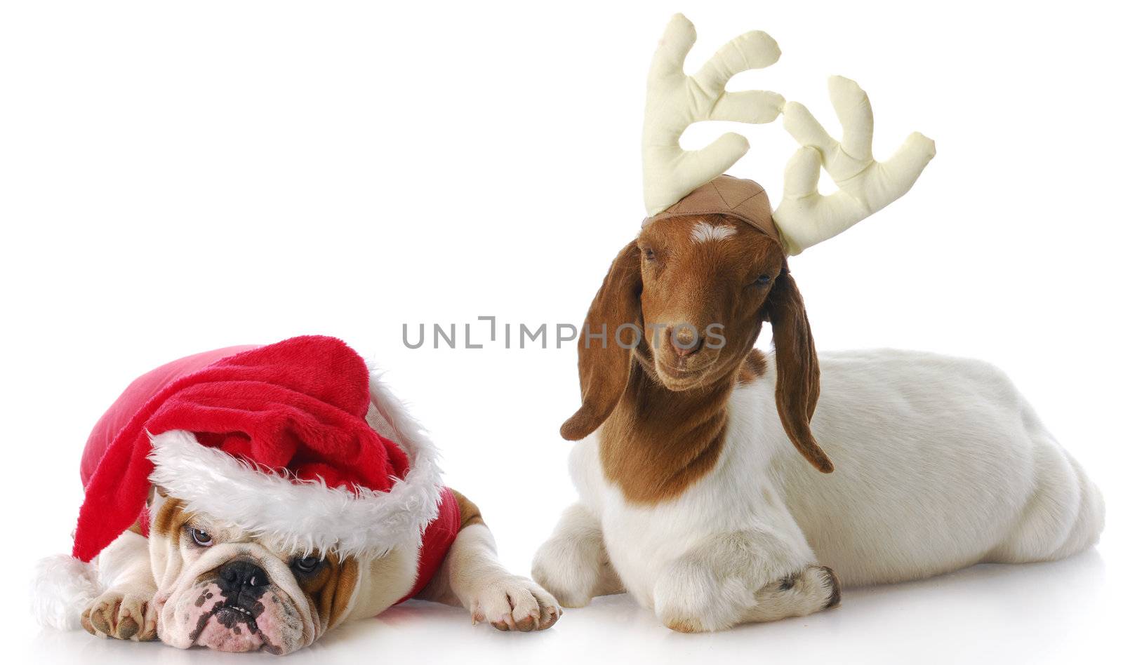 dog dressed up as santa and goat dressed up as rudolph with reflection on white background