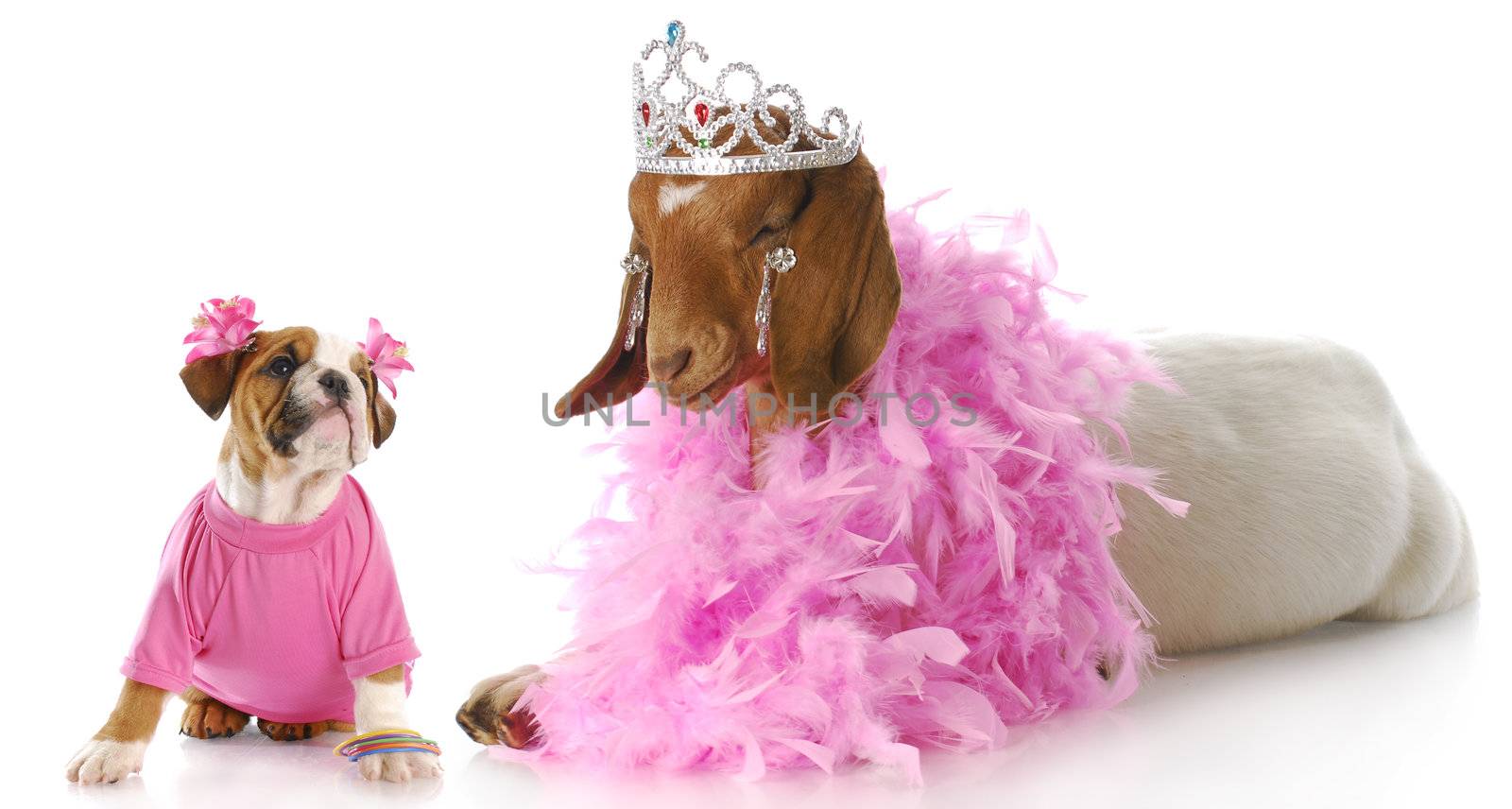 female bulldog puppy in pink looking up at goat dressed like a princess with reflection on white background