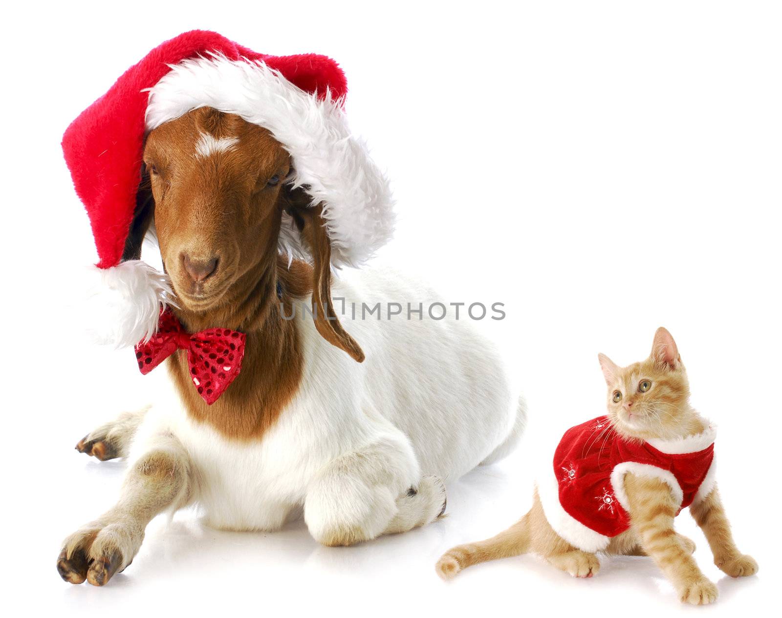 cute kitten in christmas dress looking at goat dressed up in santa hat 