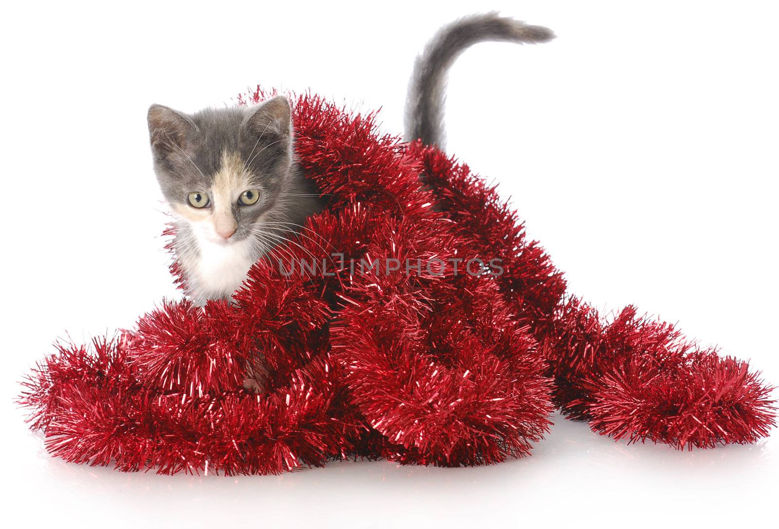 kitten playing with christmas garland by willeecole123