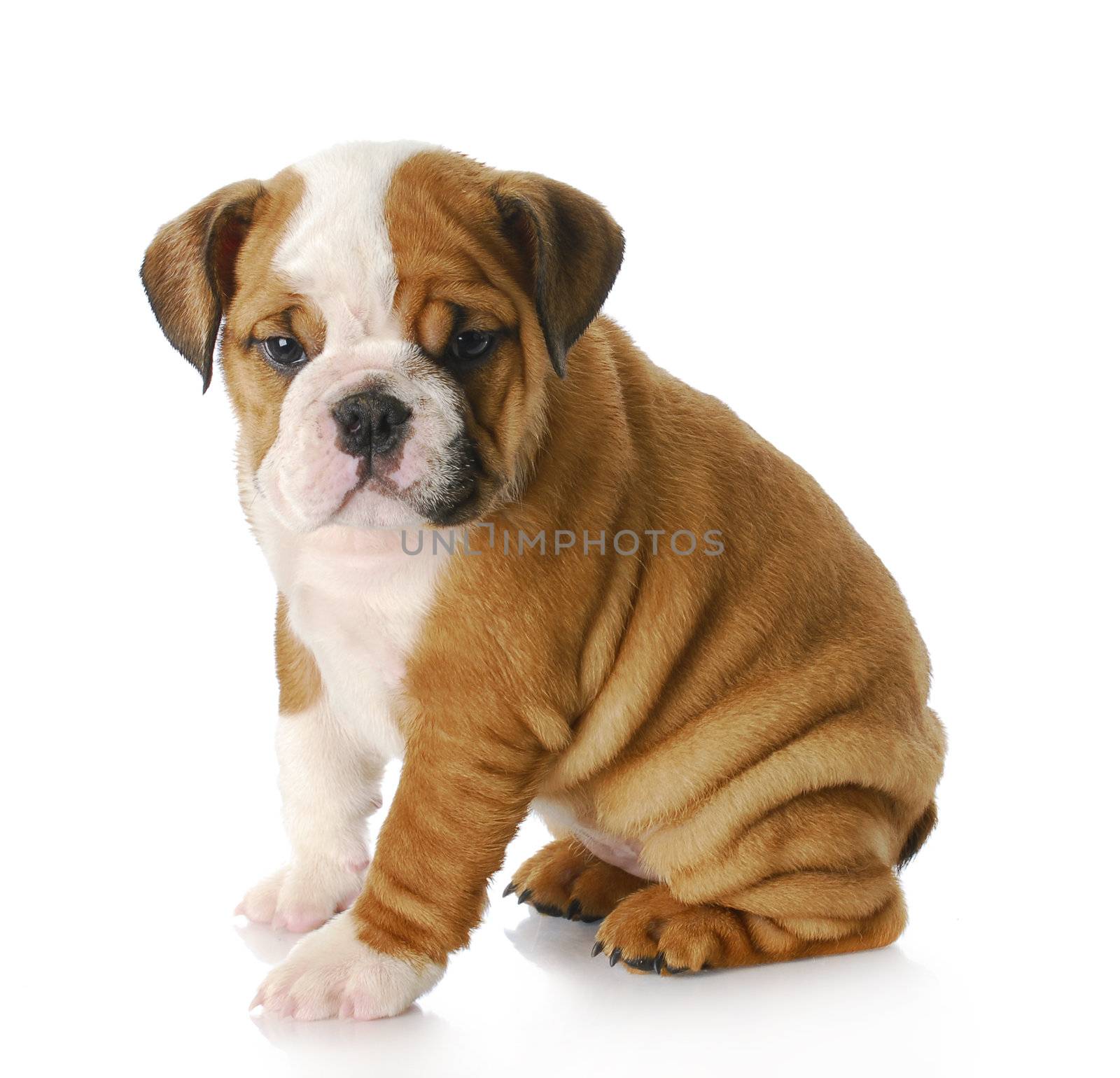 eight week old english bulldog puppy sitting with reflection on white background