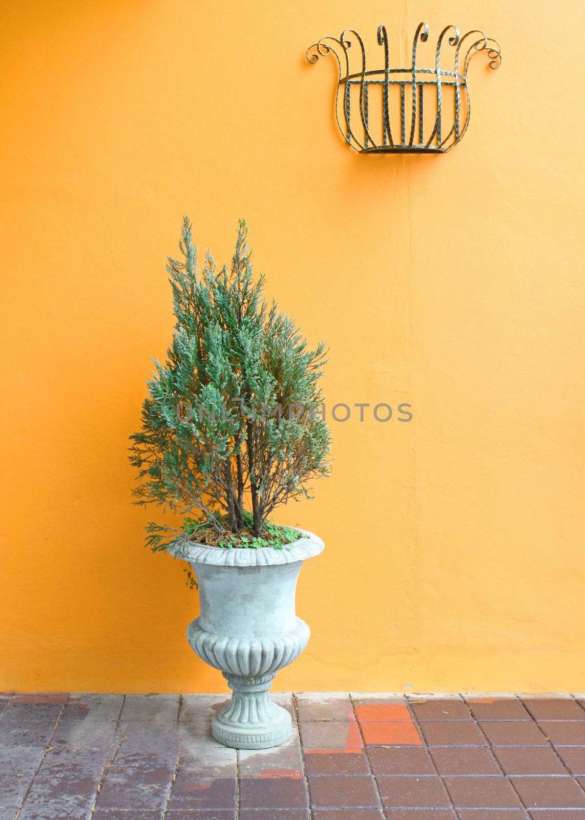 green plants on vintage vase with orange wall 