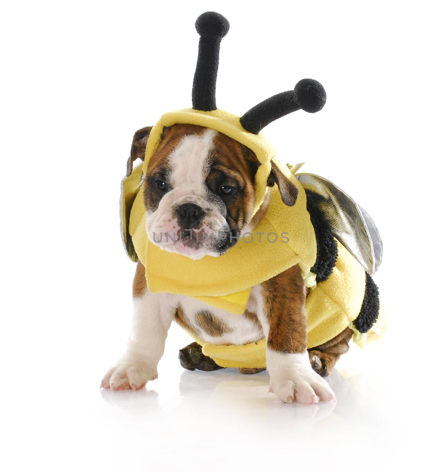 adorable eight week old english bulldog puppy wearing bumble bee costume with reflection on white background