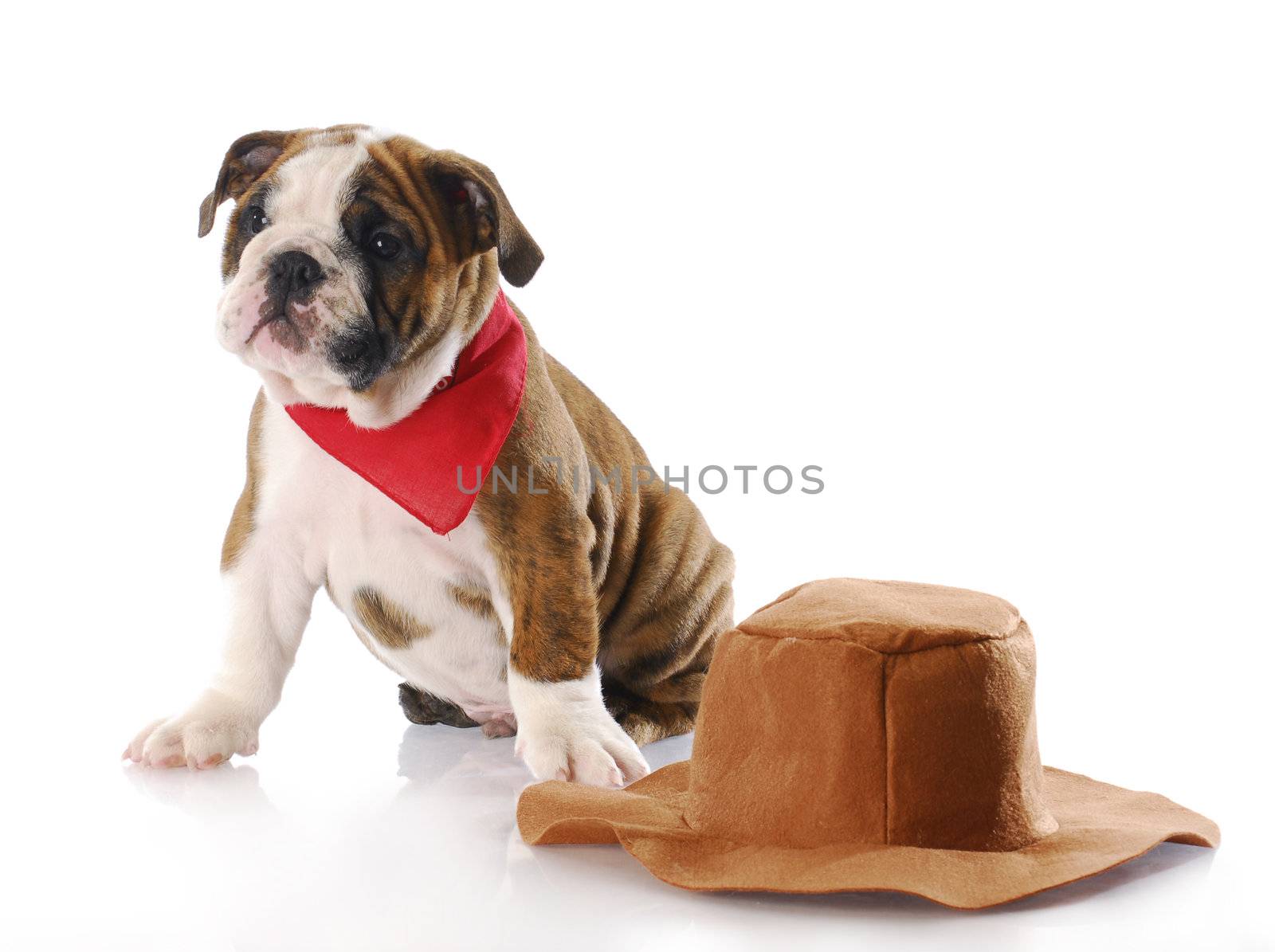 adorable english bulldog puppy wearing red bandanna sitting beside cowboy hat with reflection on white background