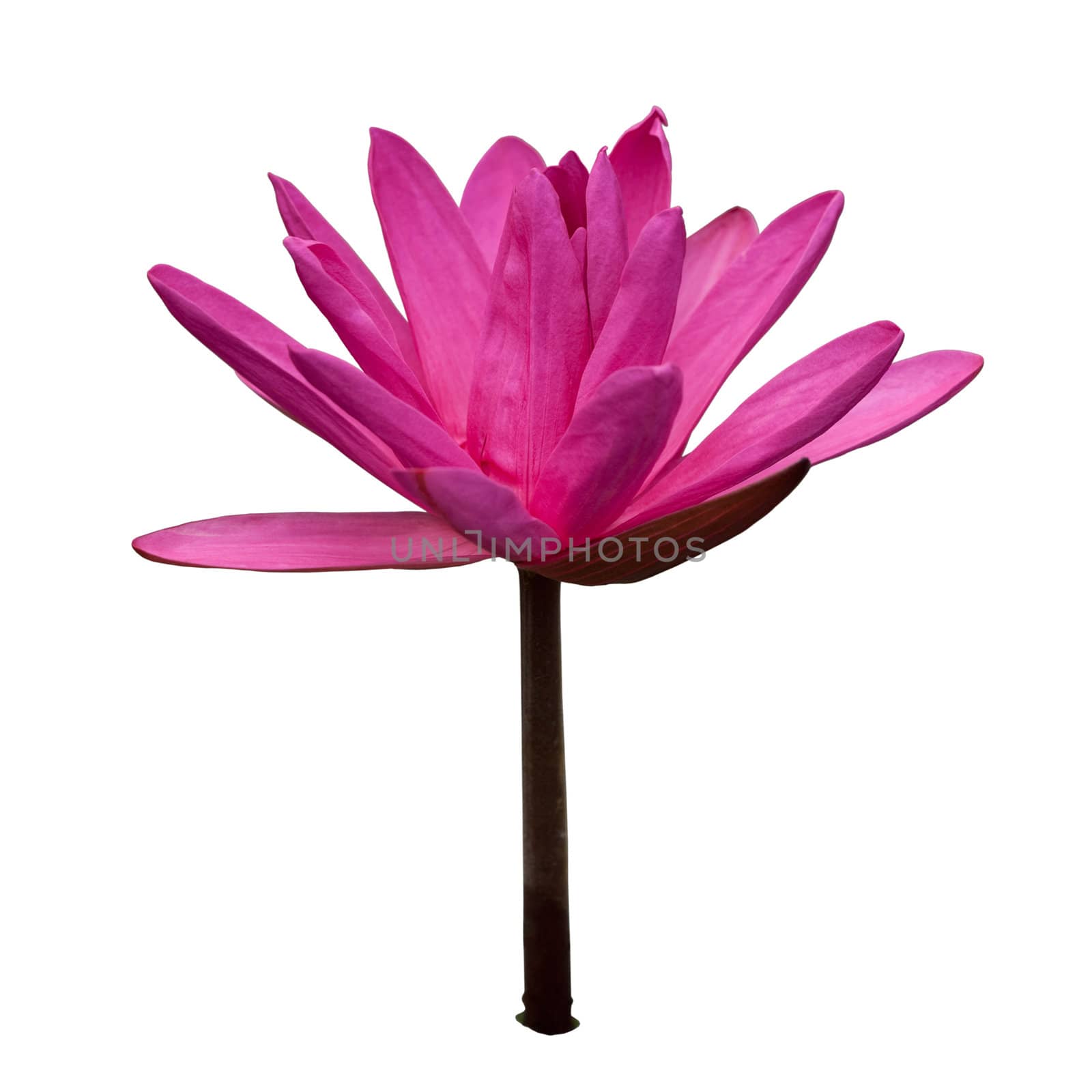 Waterlily isolated on white