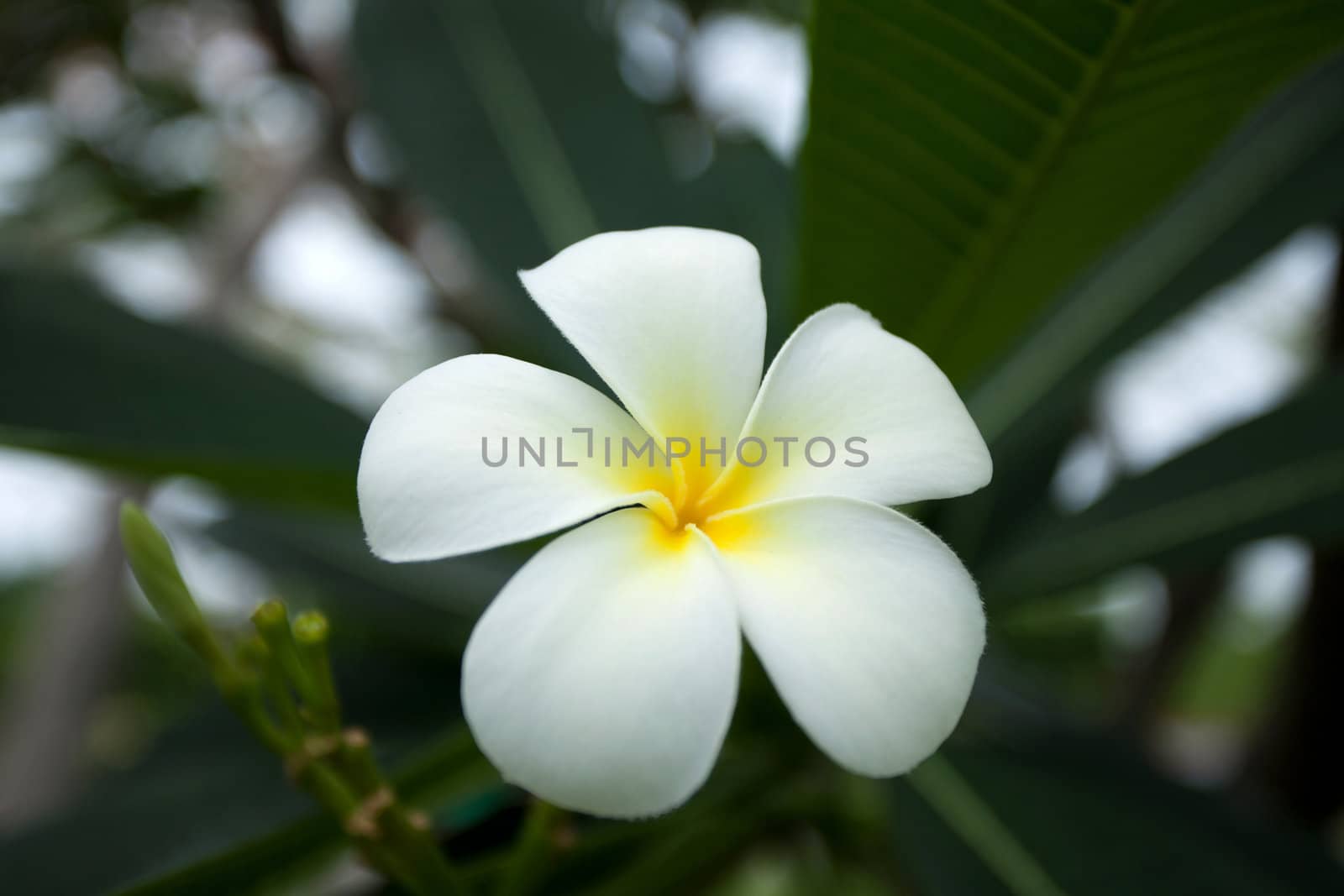 Plumeria flowers by foto76