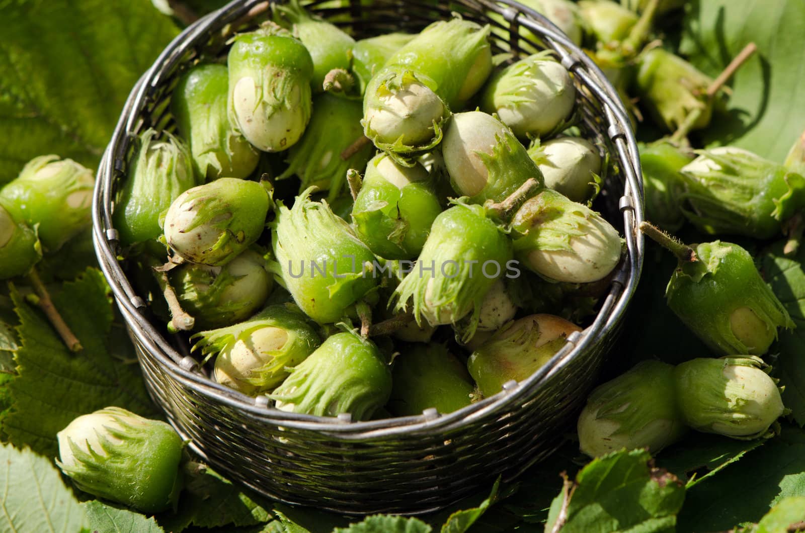 Wicker metal dish full of raw cobnuts.Healthy ecologic natural nutrition.