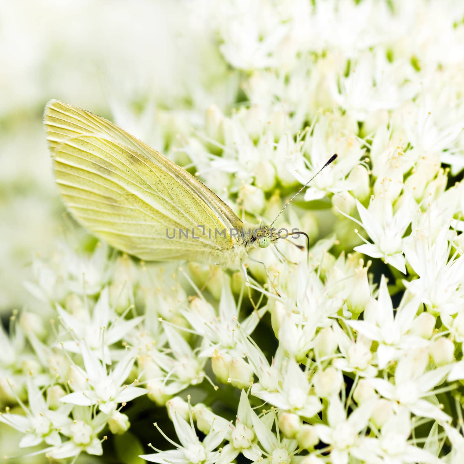 Small white on Sedum flowers  by Colette