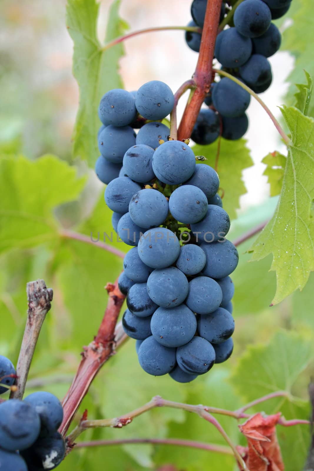 cluster of red grapes by taviphoto