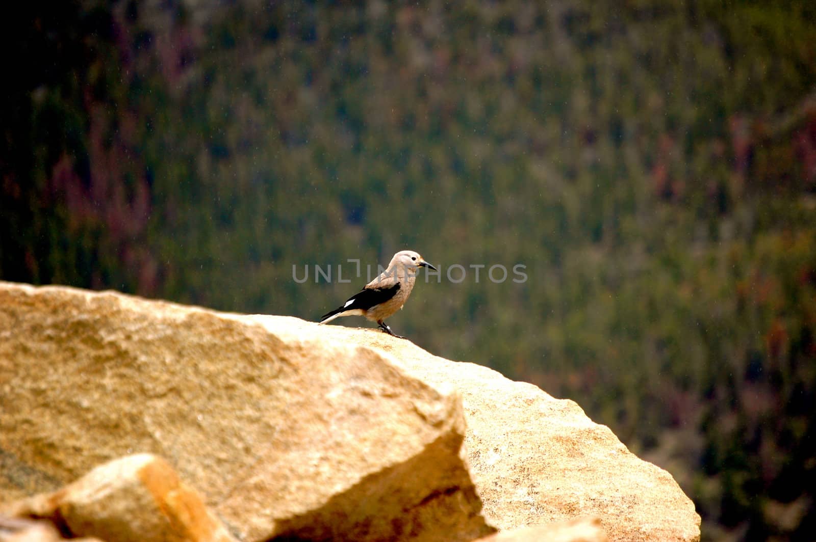Bird on Rock by RefocusPhoto