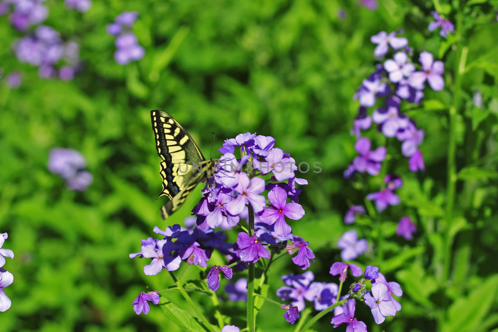 Yellow butterfly flying over summer mountains meadow