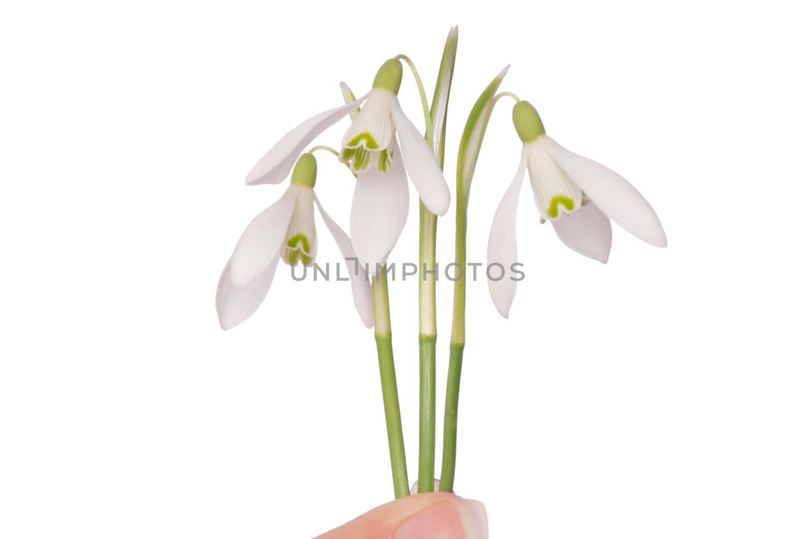 woman holding snowdrops as a symbol of spring
