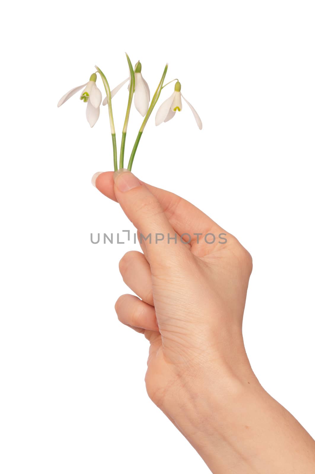 woman holding snowdrops as a symbol of spring