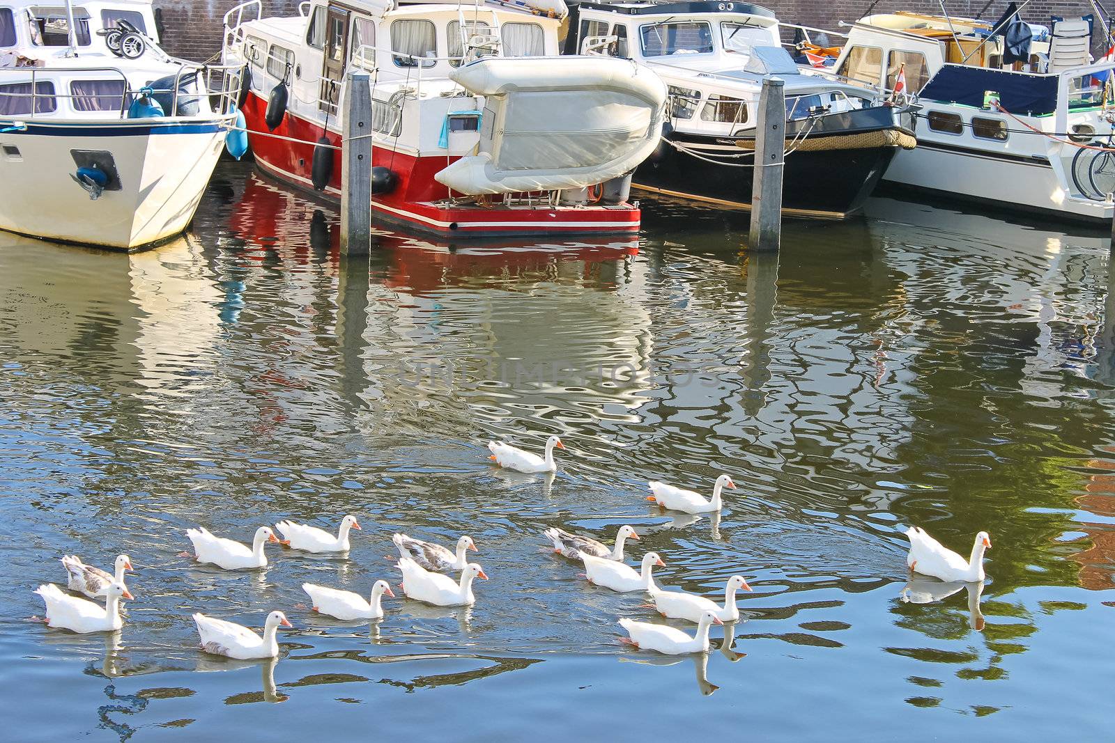 Flock of geese swims in the canal of Netherlands