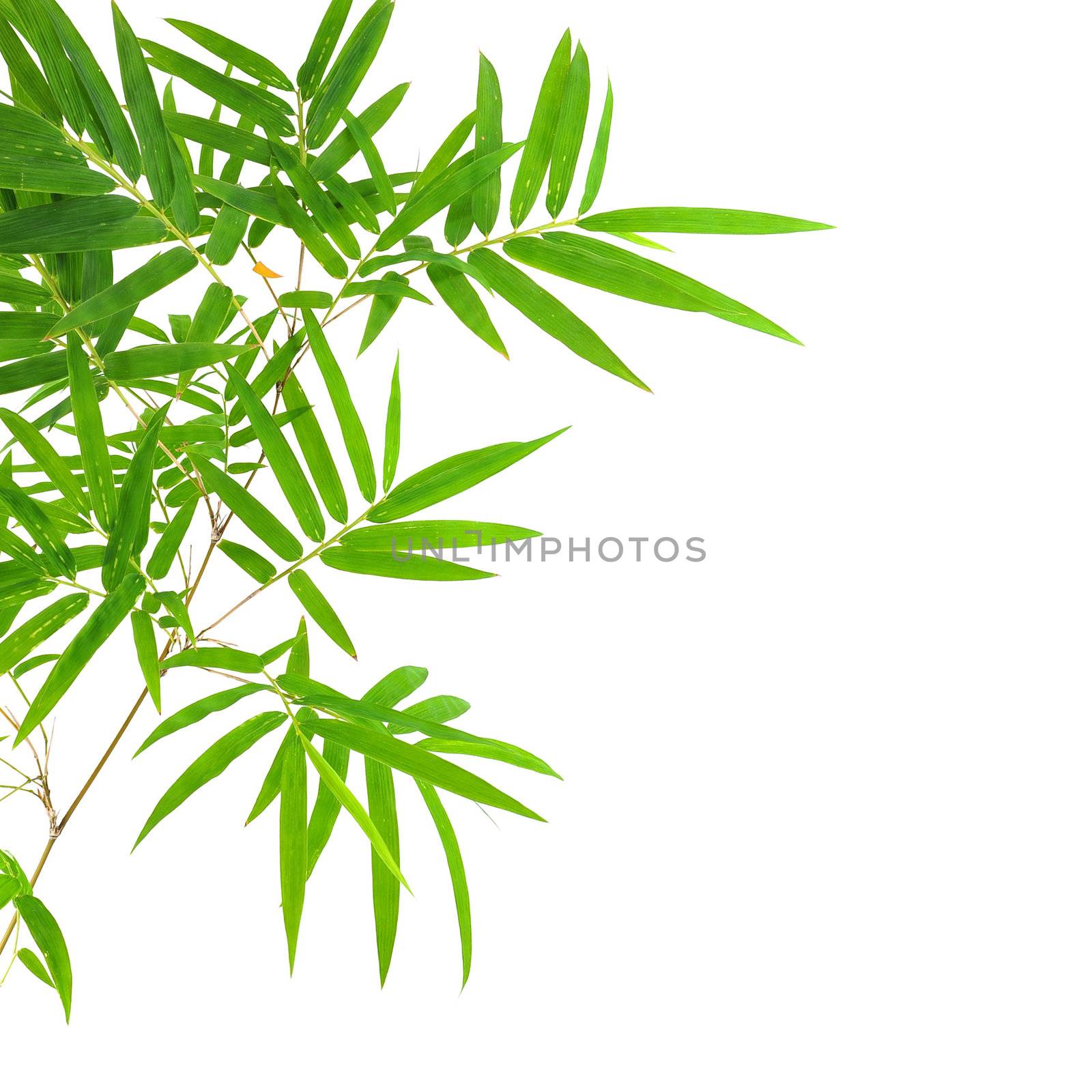 bamboo  leaves by antpkr