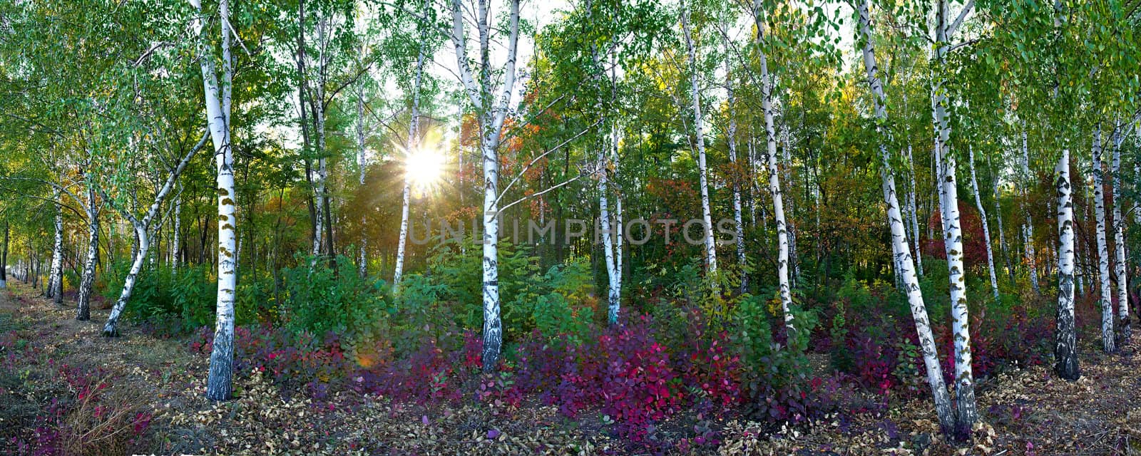 meadow in the autumn birch forest by Plus69