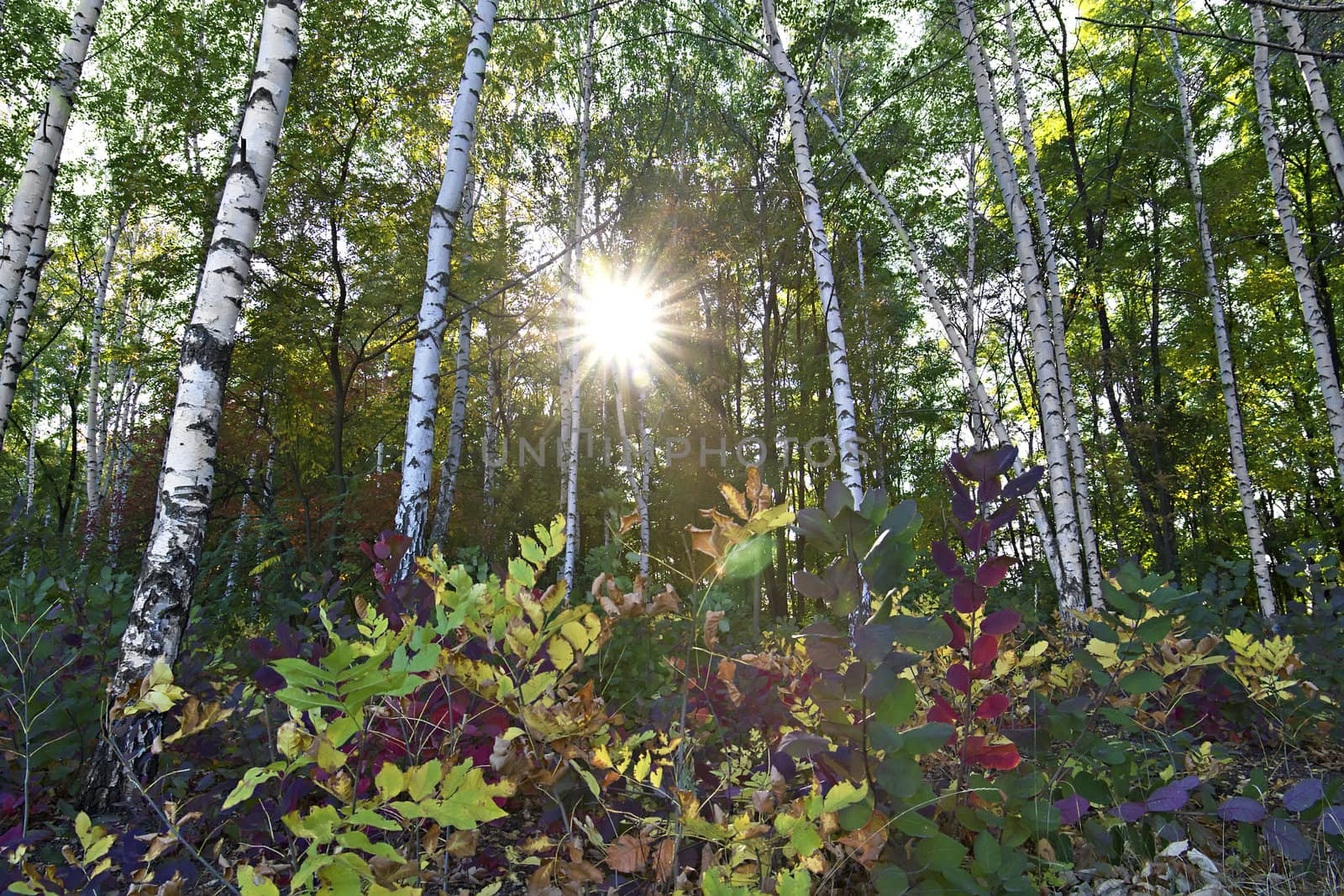 meadow in the autumn birch forest in the sunlight