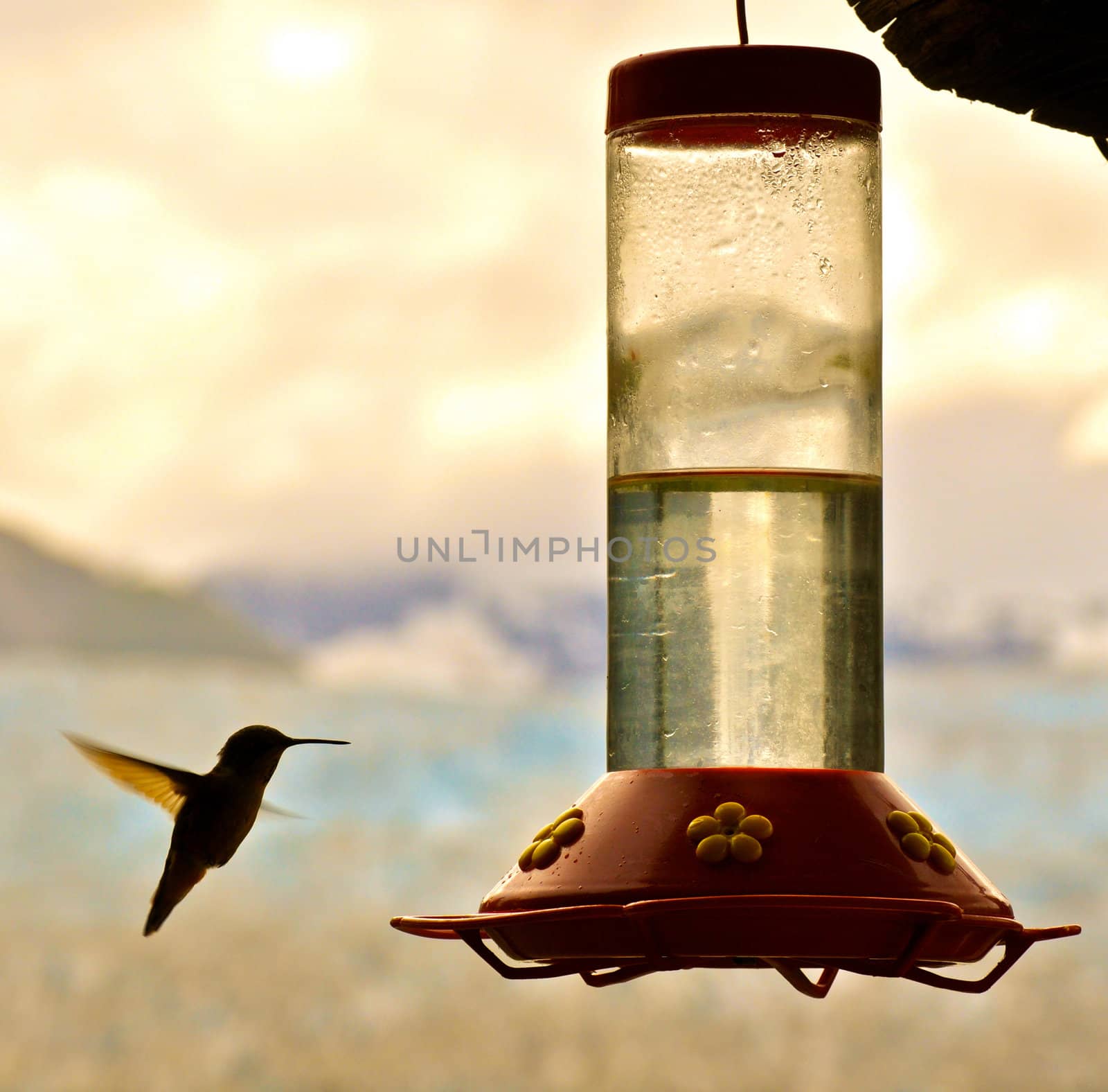 Hummingbird and feeder