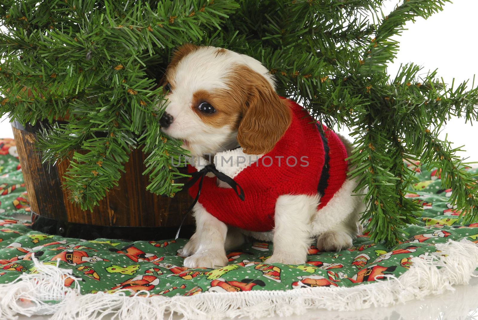 christmas puppy - cavalier king charles spaniel puppy under a christmas tree