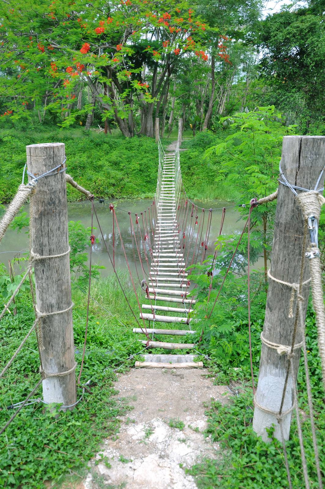 Bridge to the jungle