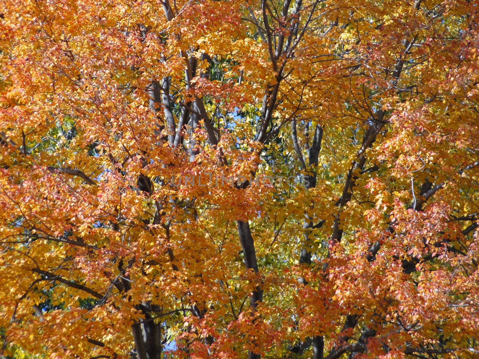 Autumn trees in michigan