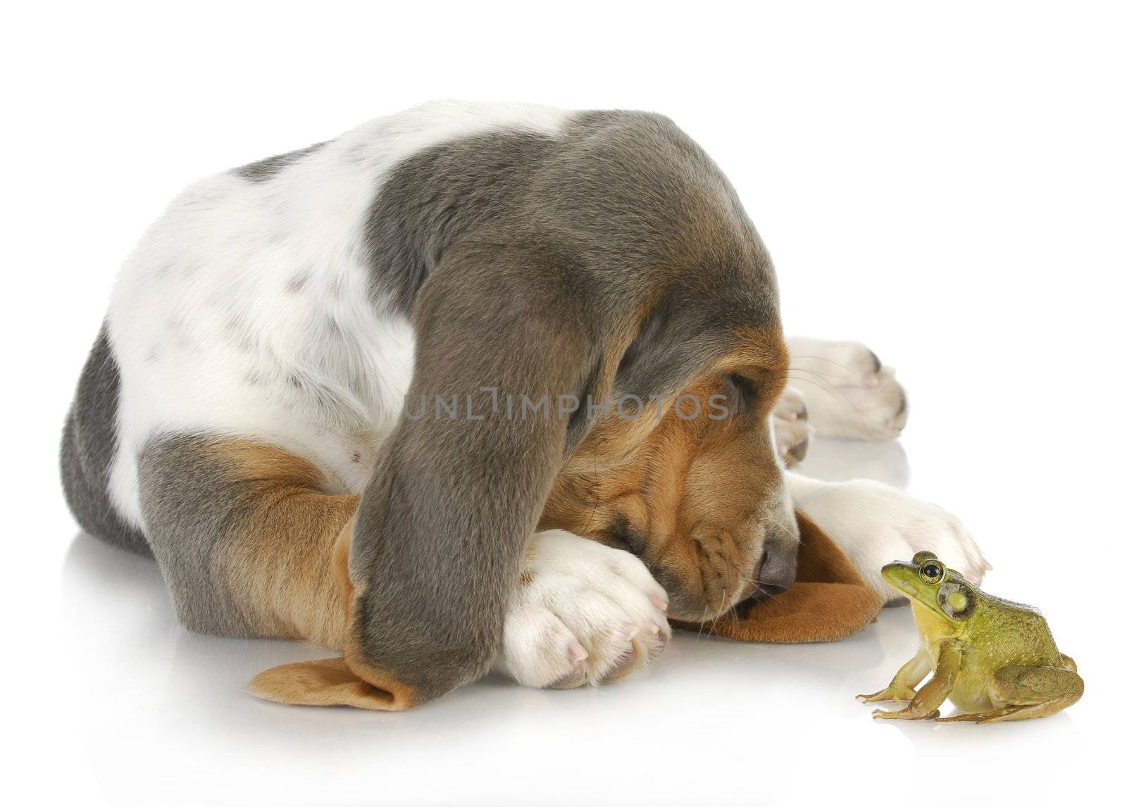 unusual friends - cute basset hound and bullfrog interacting on white background