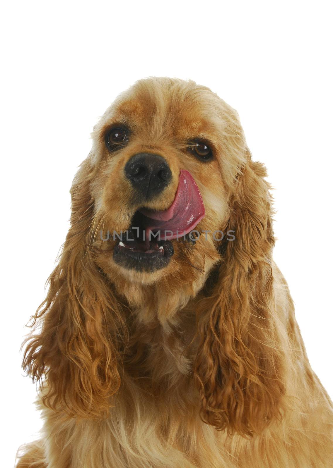happy dog - american cocker spaniel licking lips 