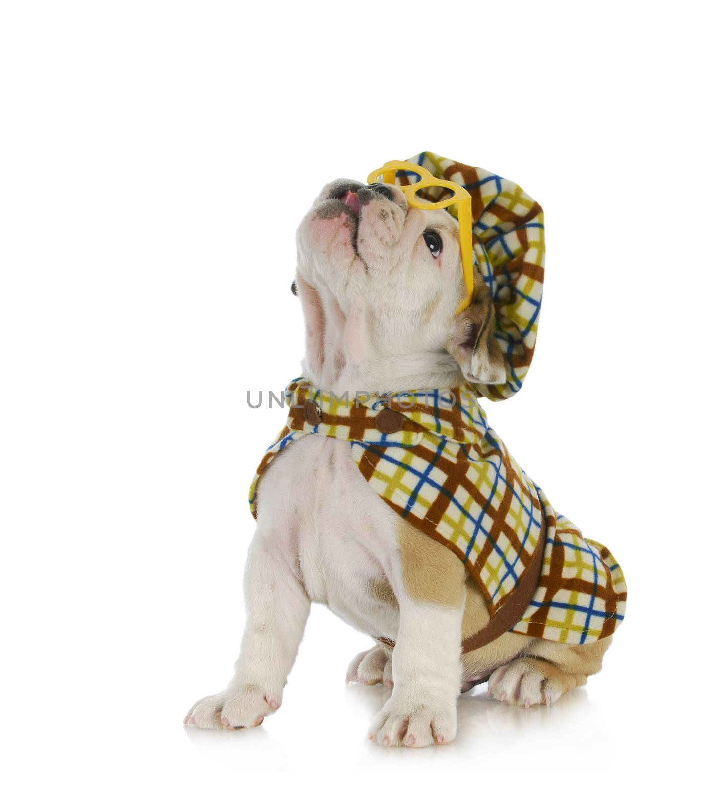 puppy detective - english bulldog puppy dressed up like a detective on white background