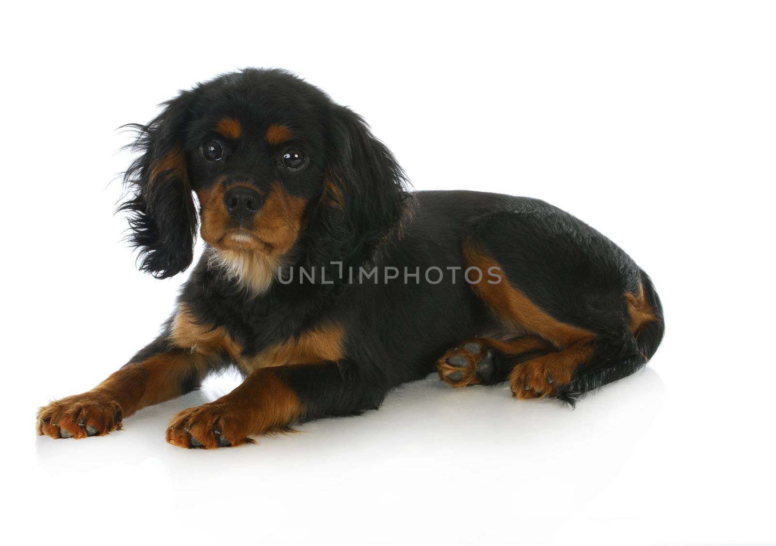 cute puppy - cavalier king charles spaniel puppy laying down - black and tan 4 months old