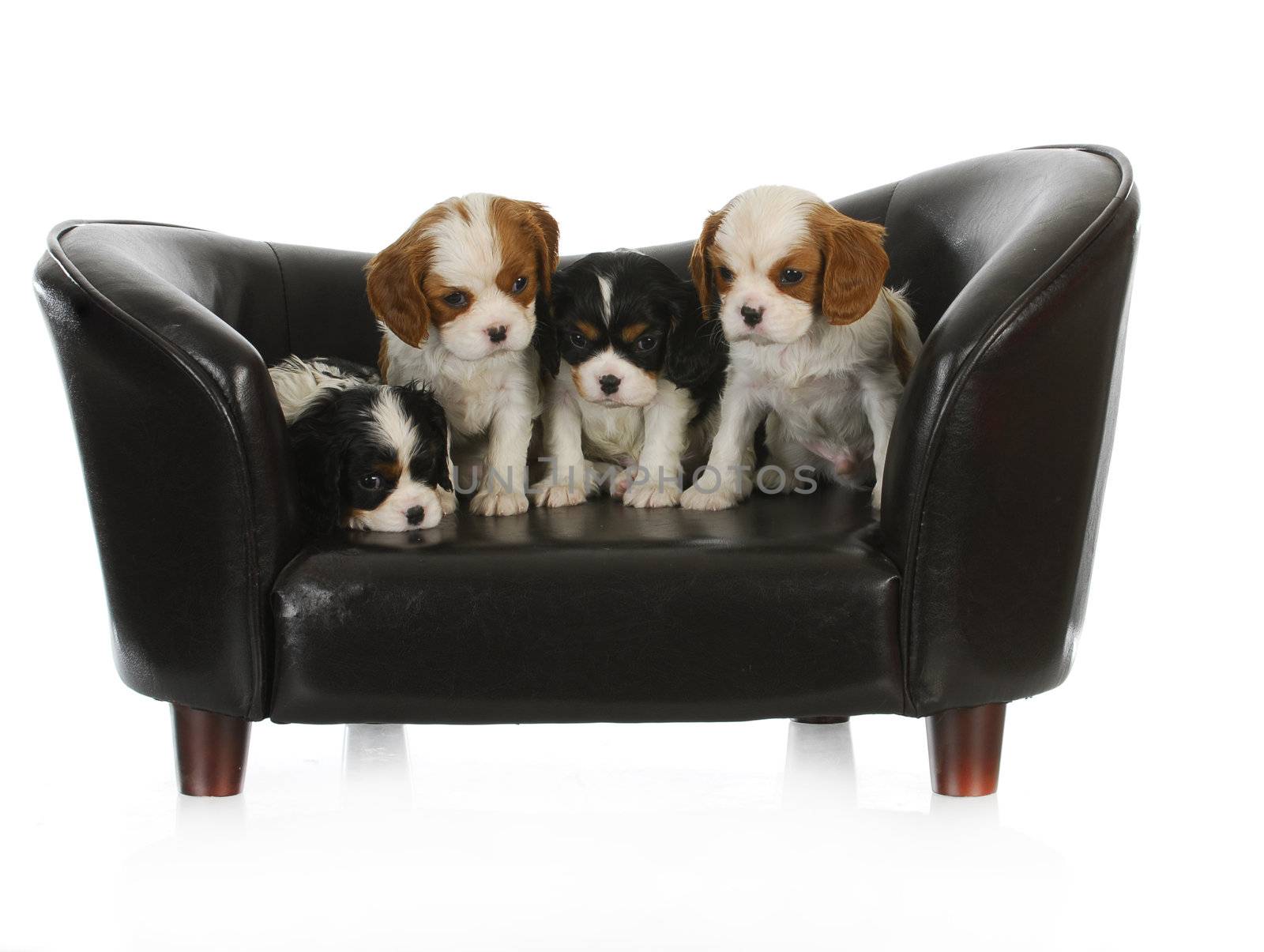 cute puppies - litter of cavalier king charles spaniel puppies sitting on a dog couch