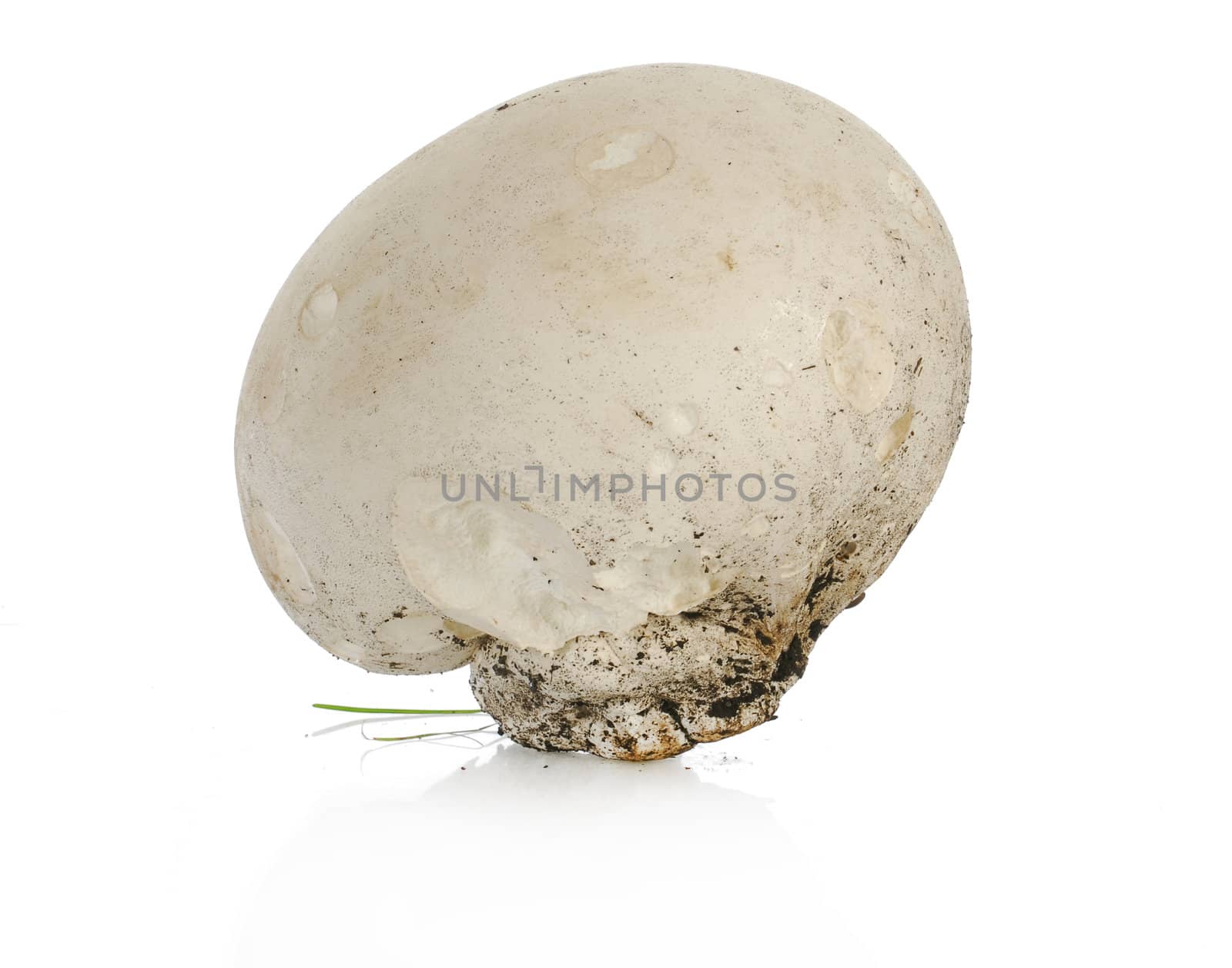 large puffball mushroom isolated on white background