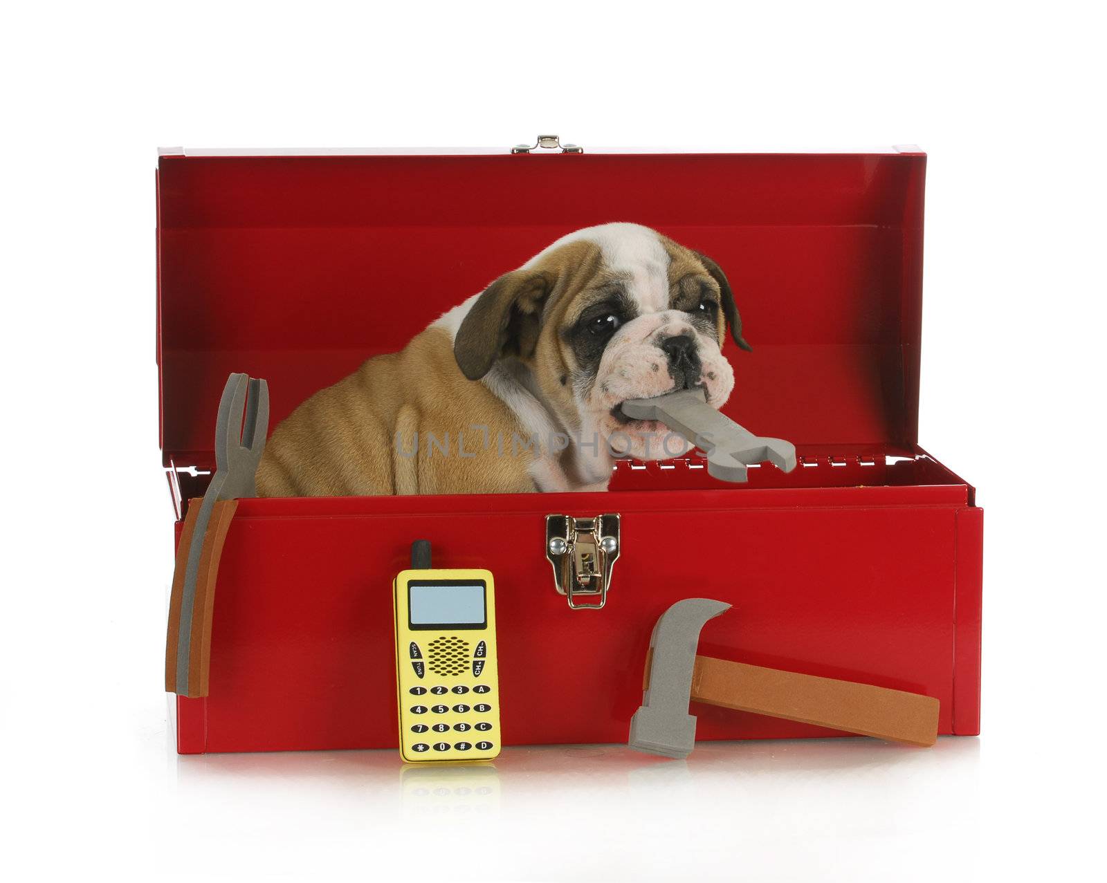 working dog - english bulldog puppy sitting in a tool box holding a wrench