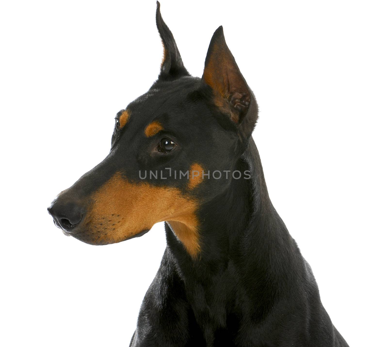 guard dog - doberman pinscher head profile isolated on white background