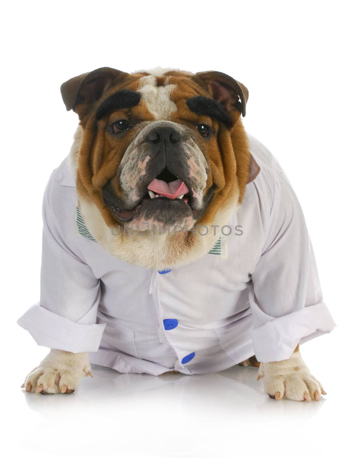 veterinarian - english bulldog dressed up like a vet with reflection on white background