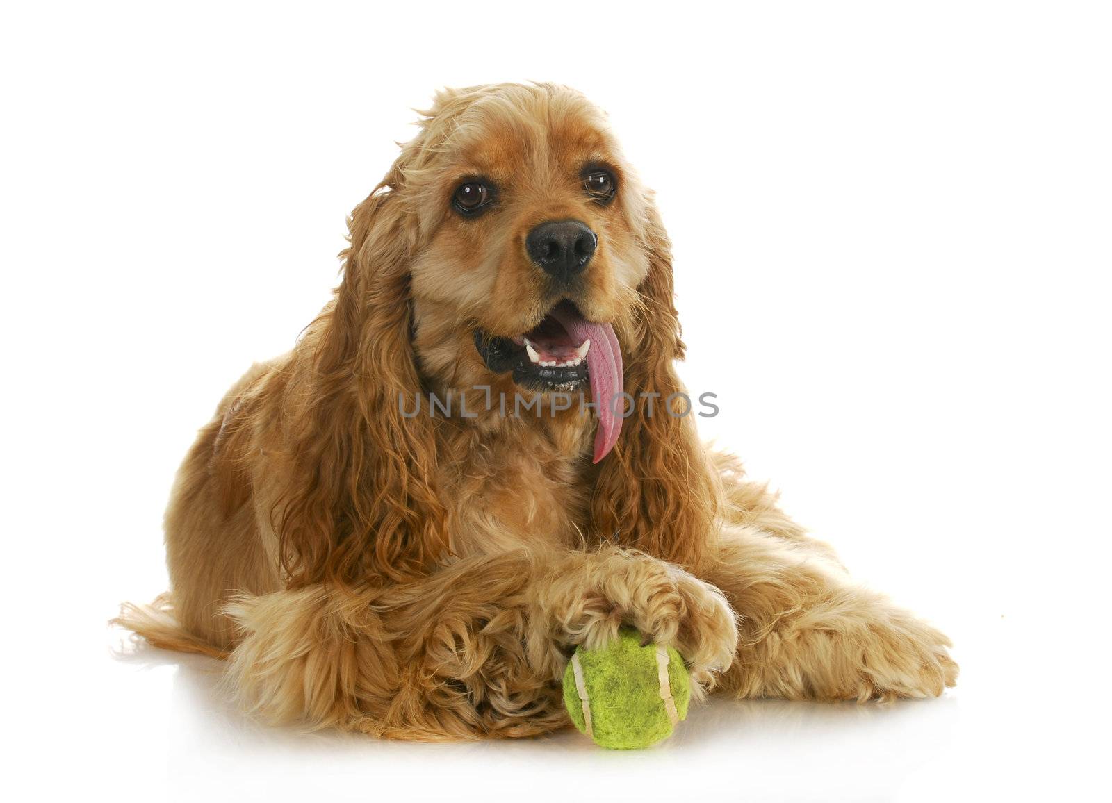 dog playing ball - american cocker spaniel with paw on a tennis ball isolated on white background