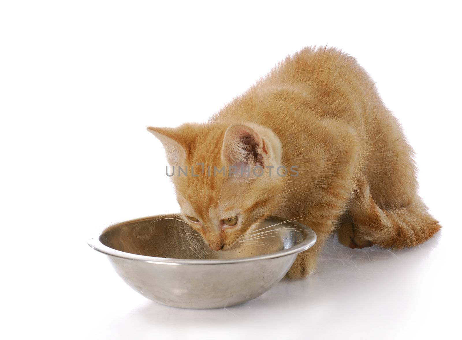 small cat or kitten eating out of stainless steel food dish with reflection on white background