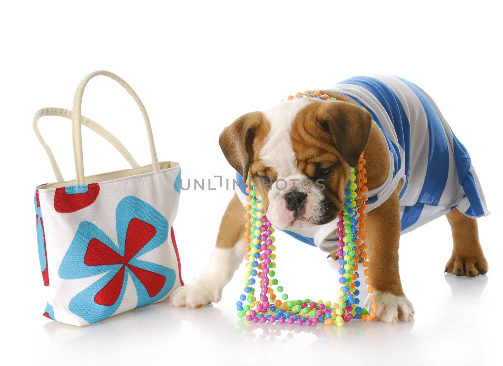 adorable english bulldog puppy dressed up standing beside purse with reflection on white background
