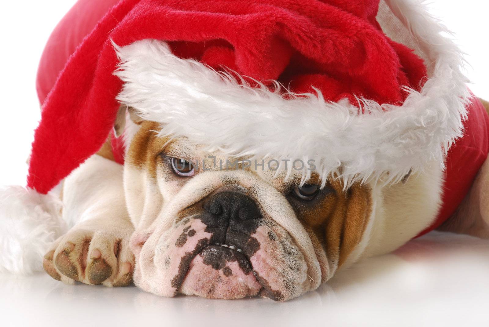 english bulldog wearing santa hat with reflection on white background