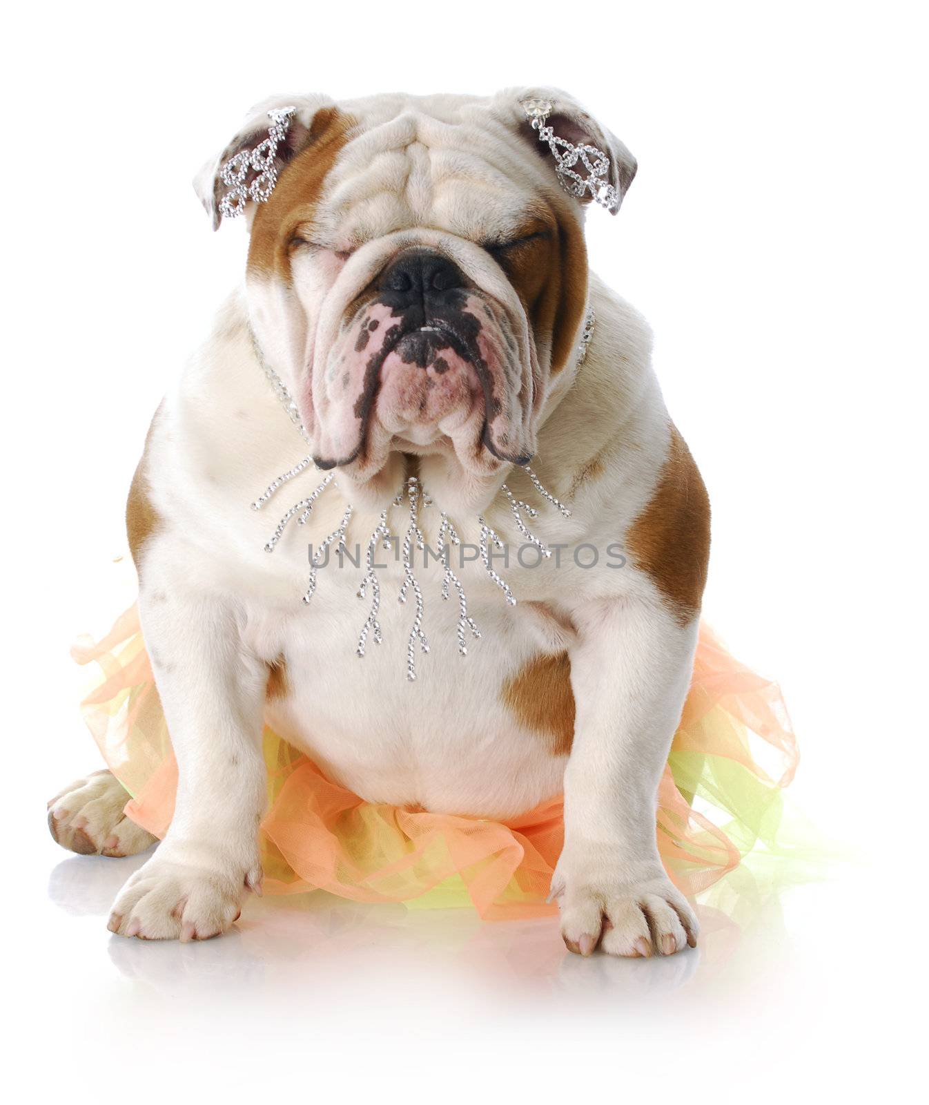 adorable english bulldog wearing frilly tutu making funny face with reflection on white background
