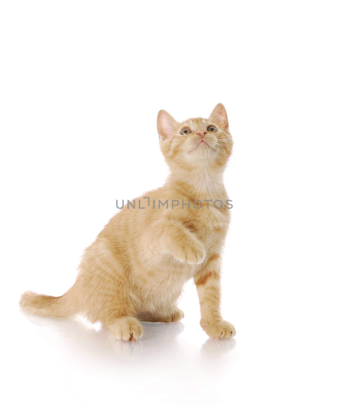 adorable nine week old kitten looking up with reflection on white background