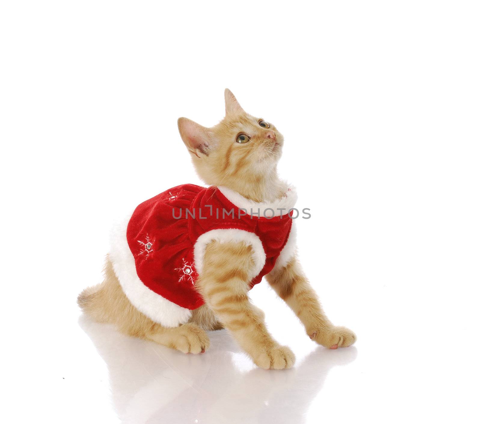 cute kitten in red christmas dress with reflection on white background
