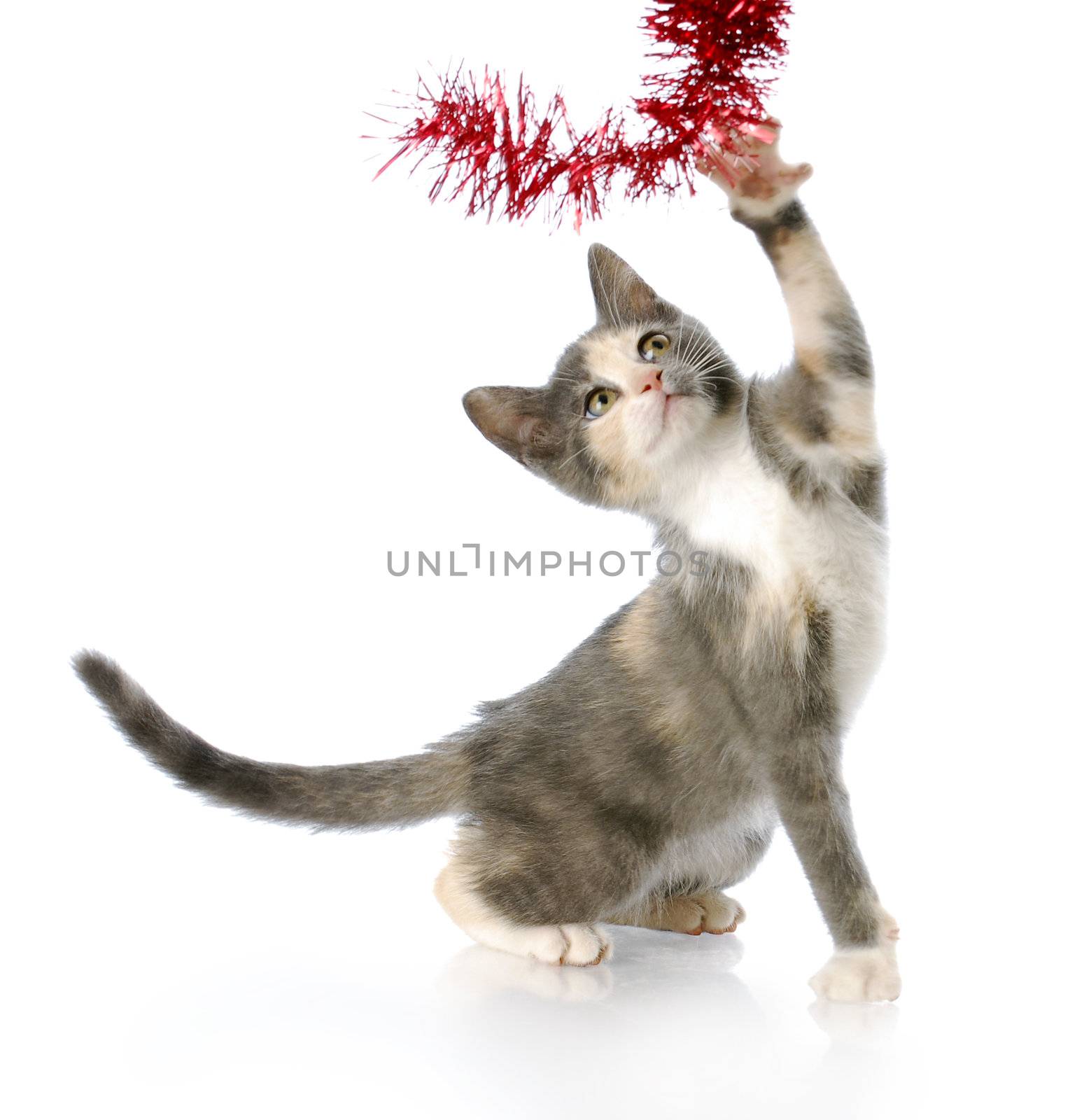 adorable eight week old kitten playing with red christmas garland with reflection on white background