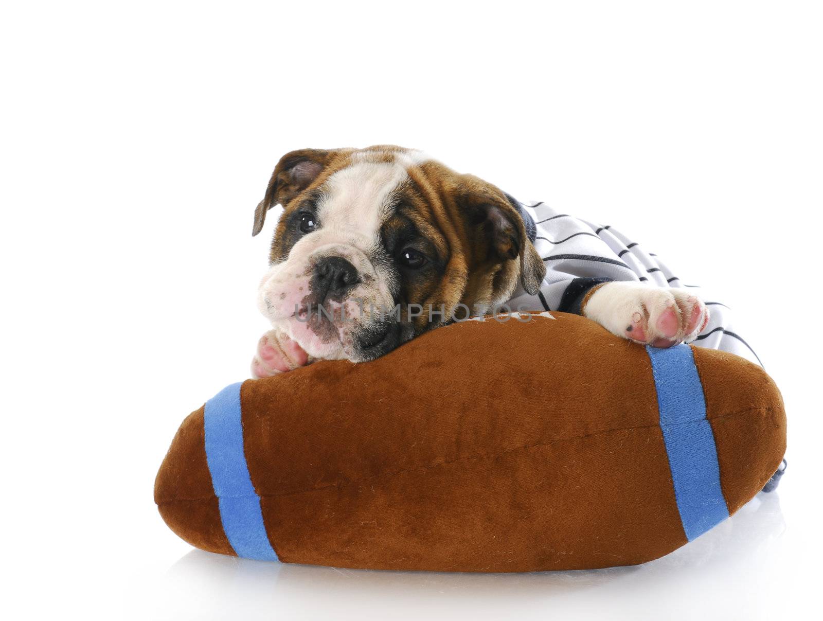 adorable eight week old english bulldog puppy laying with stuffed football with reflection on white background
